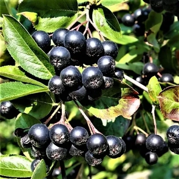 ARONIA na pniu czarna odporna na mróz - sadzonki 100 / 120 cm
